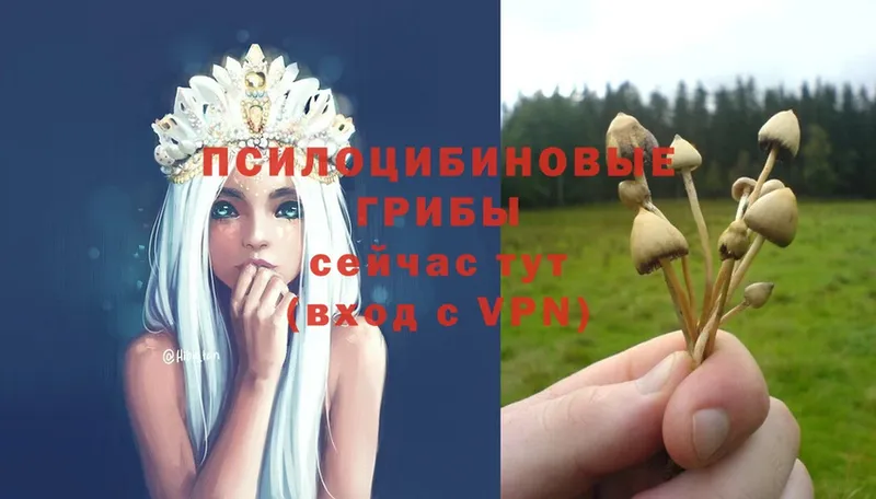 Галлюциногенные грибы MAGIC MUSHROOMS  Хотьково 